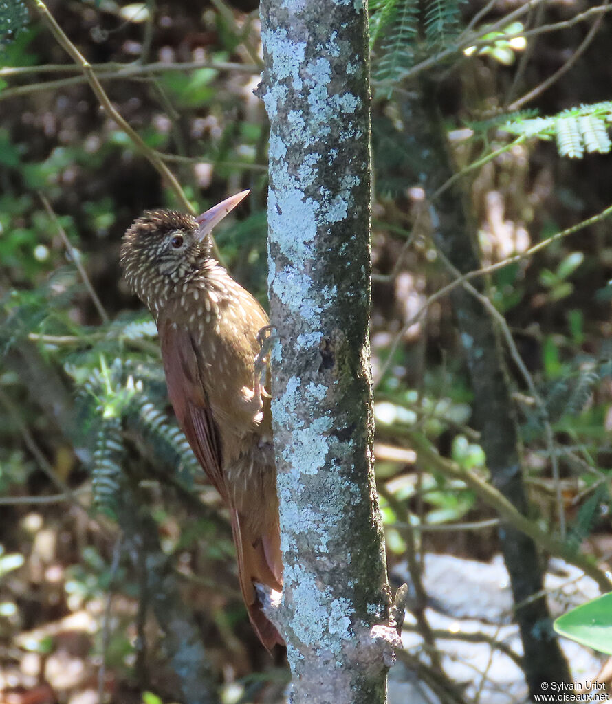 Grimpar talapiotadulte