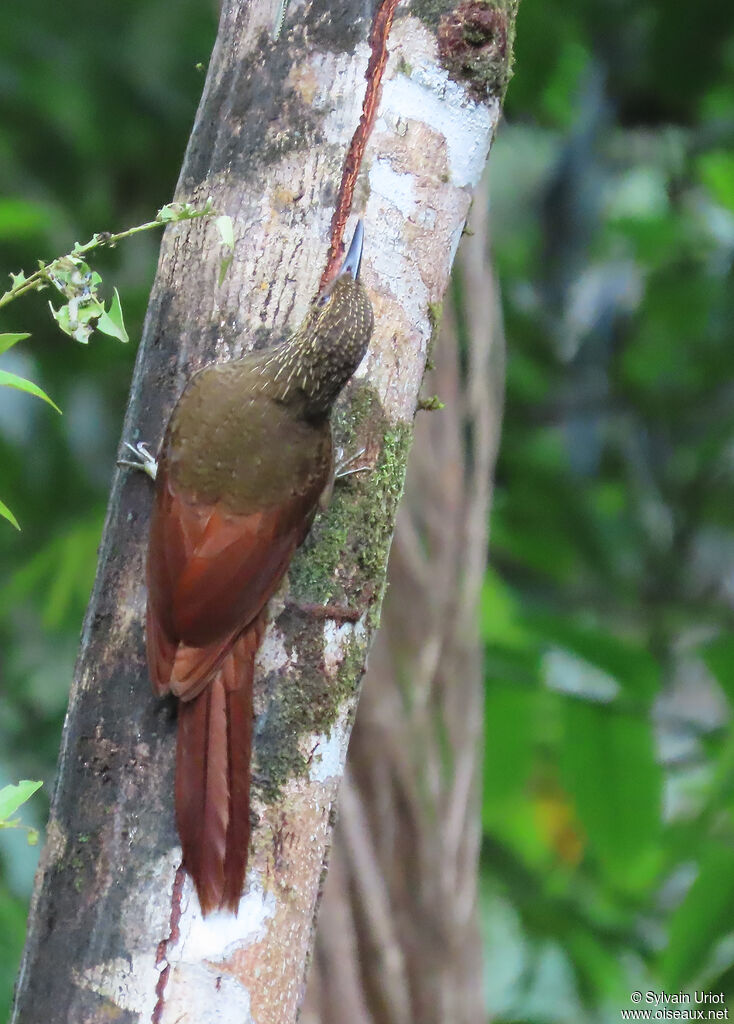 Grimpar variéadulte