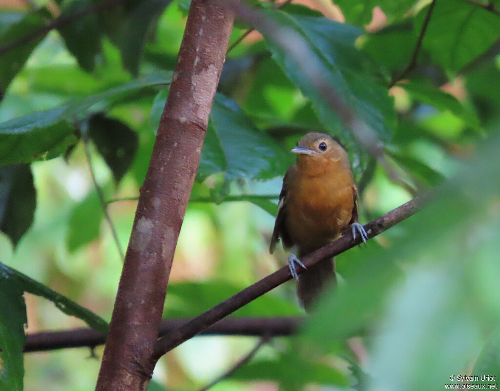 Dusky Antbird female adult