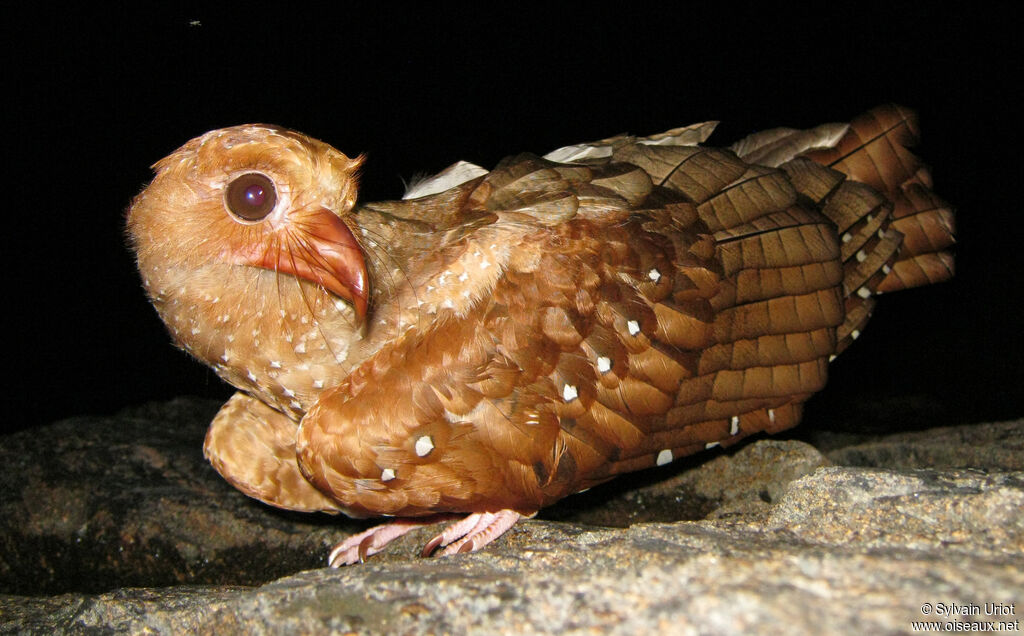 Guacharo des cavernes