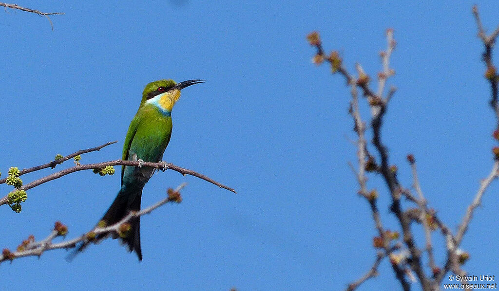 Guêpier à queue d'aronde