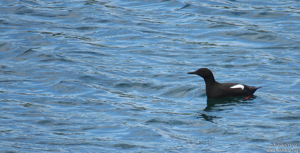 Guillemot à miroiradulte
