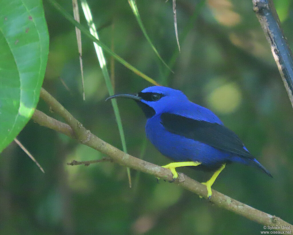 Purple Honeycreeper male adult