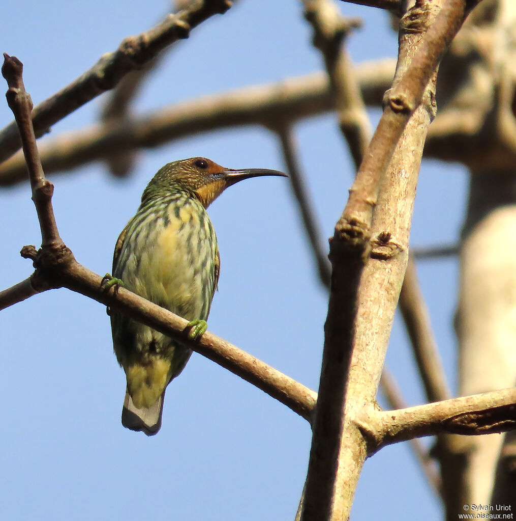 Purple Honeycreeper female adult