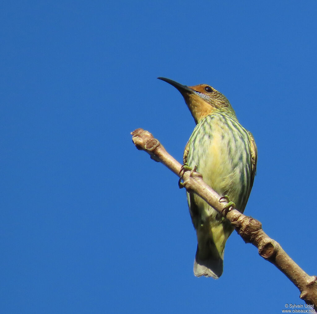 Purple Honeycreeper female adult