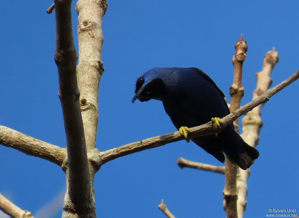Purple Honeycreeper male adult