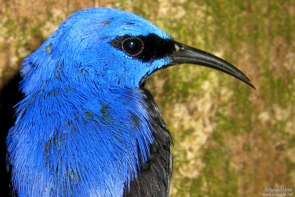 Purple Honeycreeper male adult
