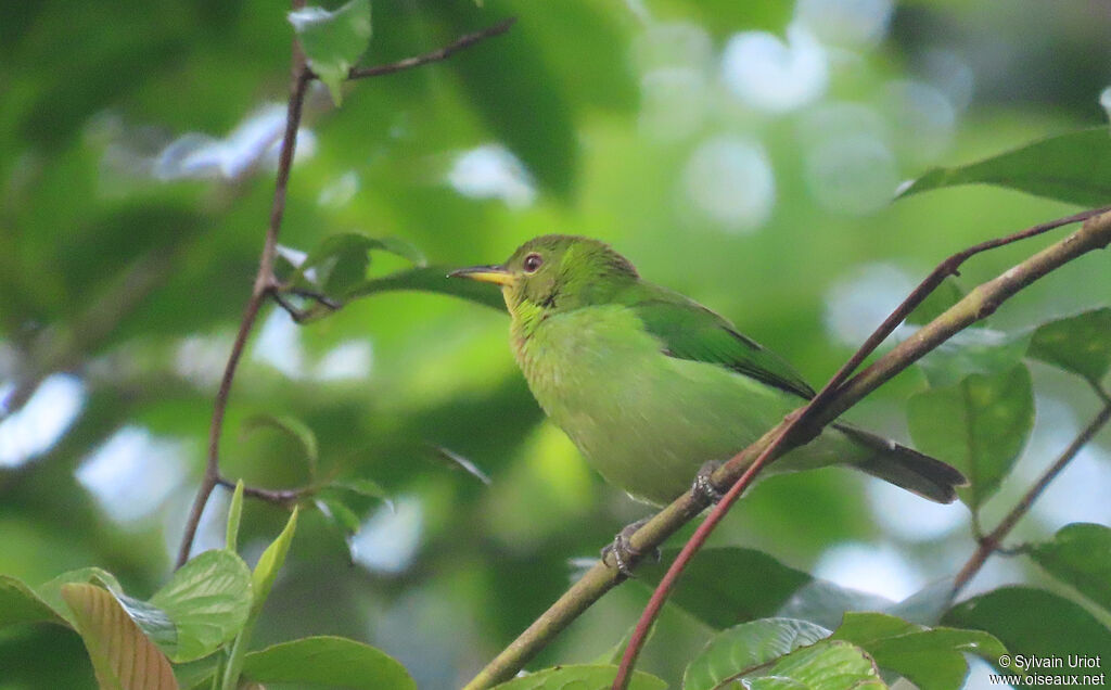 Green Honeycreeper female adult