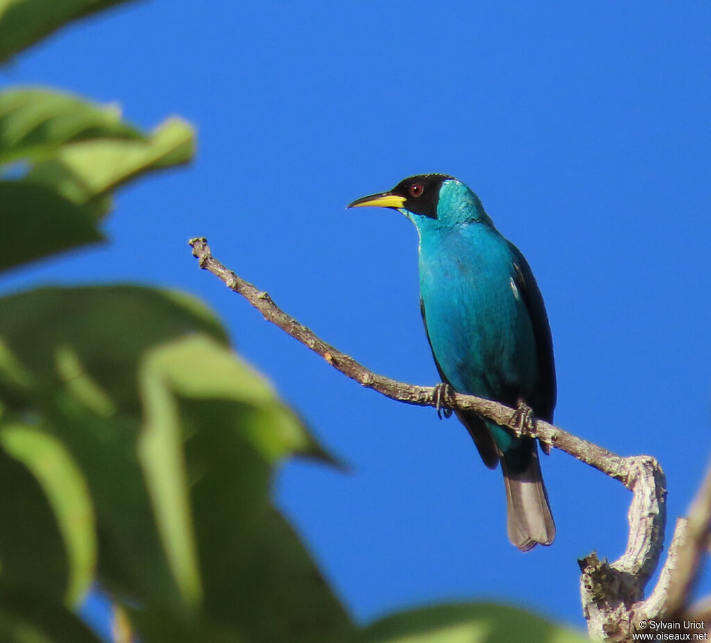 Green Honeycreeper male adult