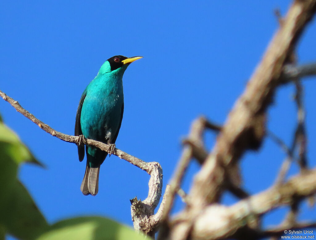 Green Honeycreeper male adult