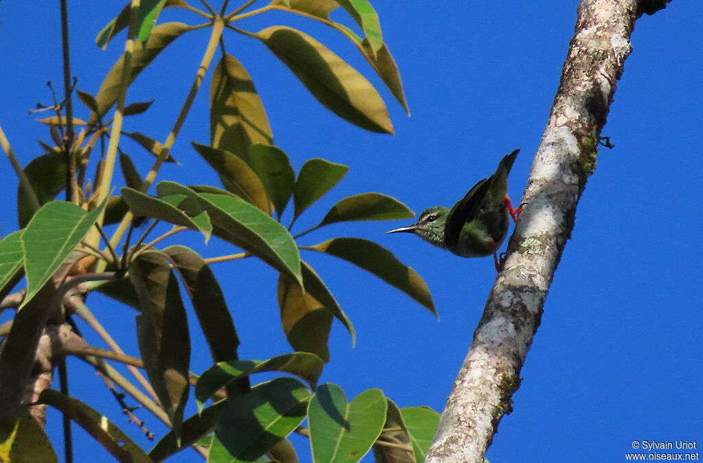 Red-legged Honeycreeper male subadult