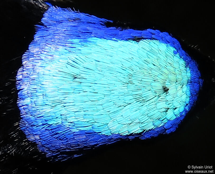 Guit-guit saïadulte