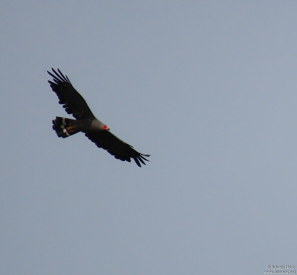 African Harrier-Hawkadult