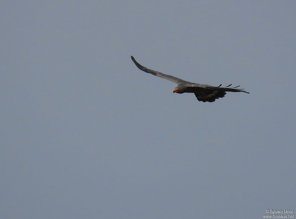 African Harrier-Hawkadult