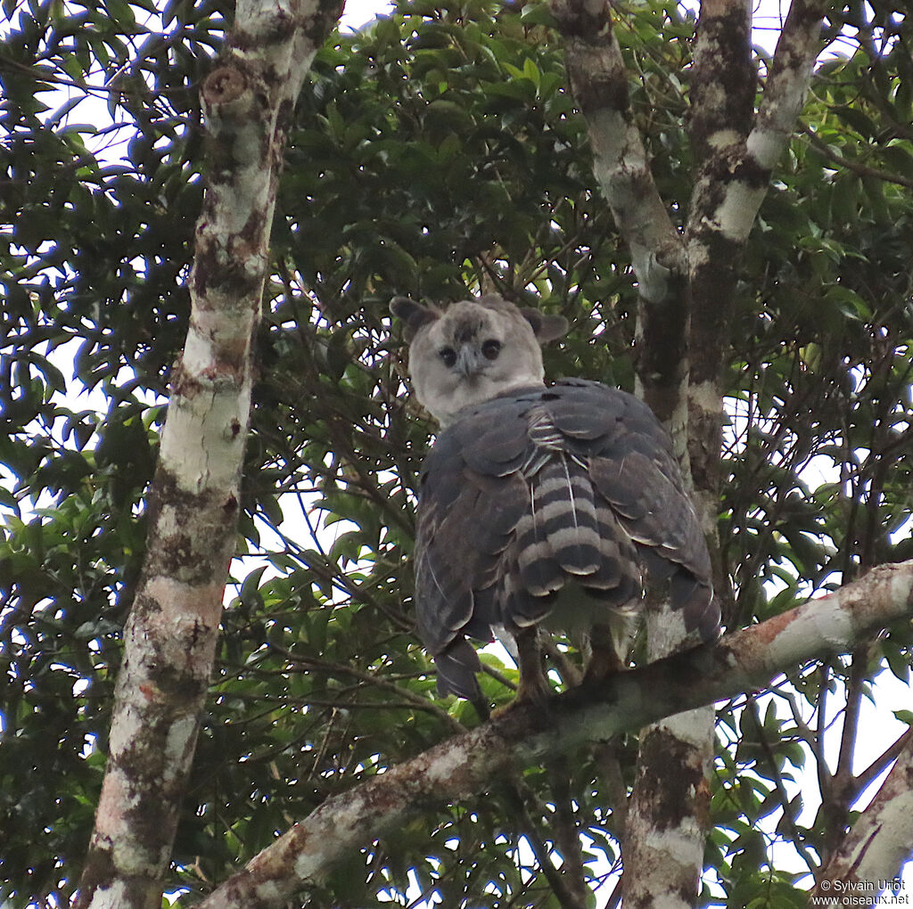 Harpie féroce mâle adulte