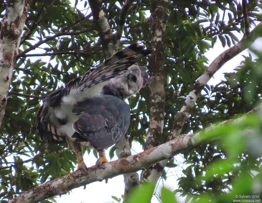 Harpie féroce mâle adulte
