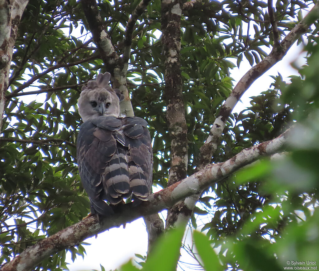 Harpie féroce mâle adulte