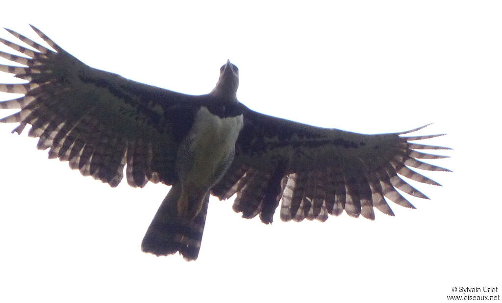 Harpy Eagle male adult