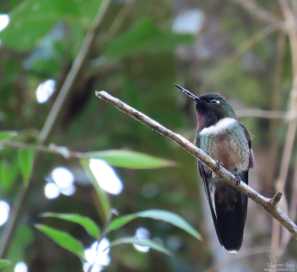 Amethyst-throated Sunangel
