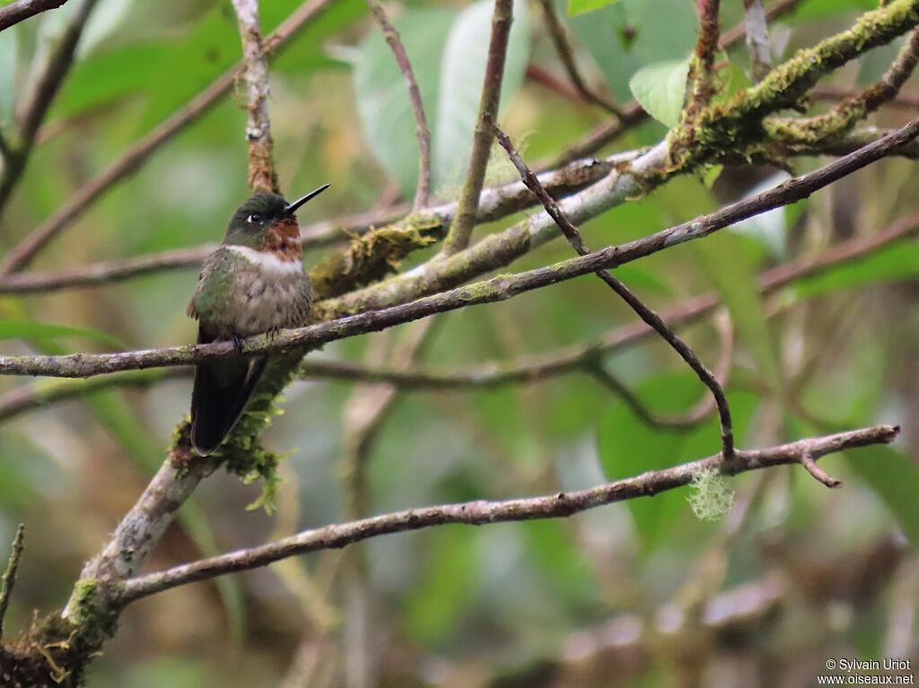 Amethyst-throated Sunangel