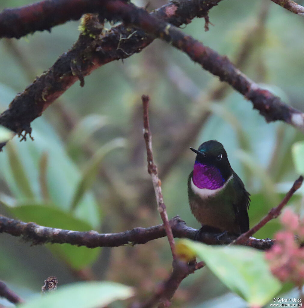 Amethyst-throated Sunangel