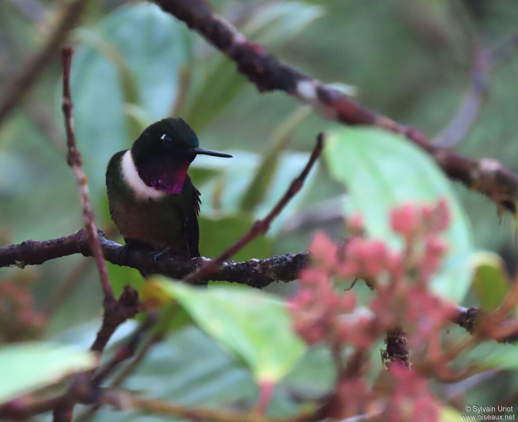 Amethyst-throated Sunangel