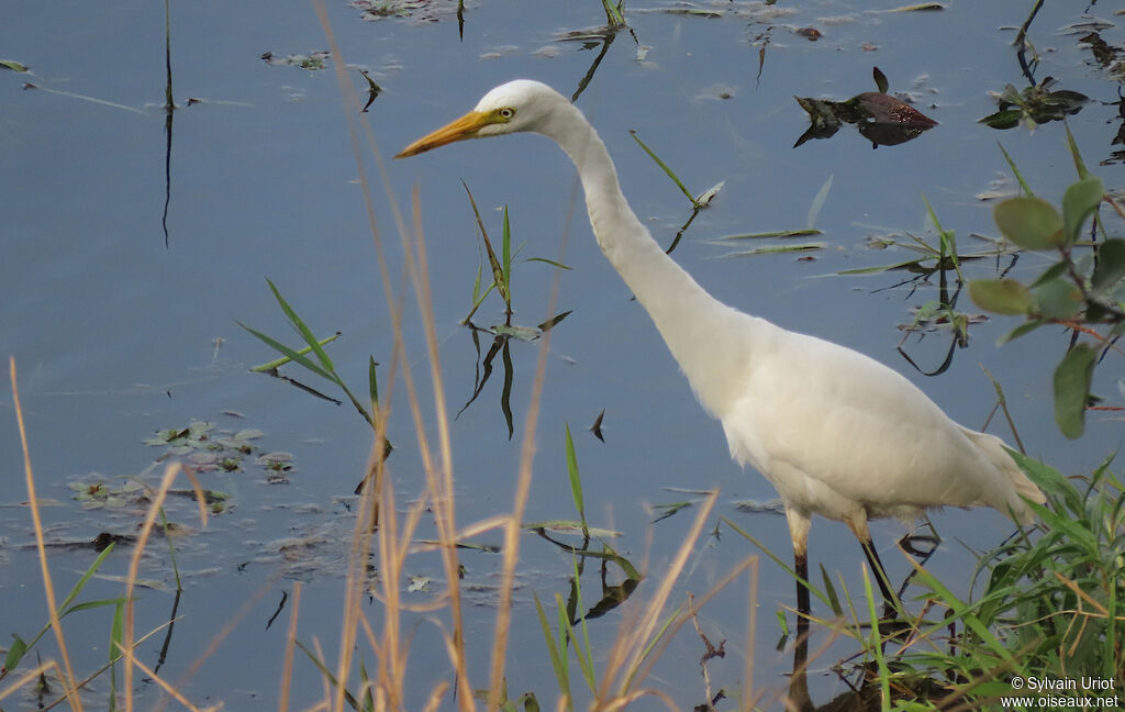 Yellow-billed Egretadult