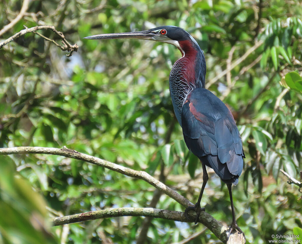 Agami Heronadult