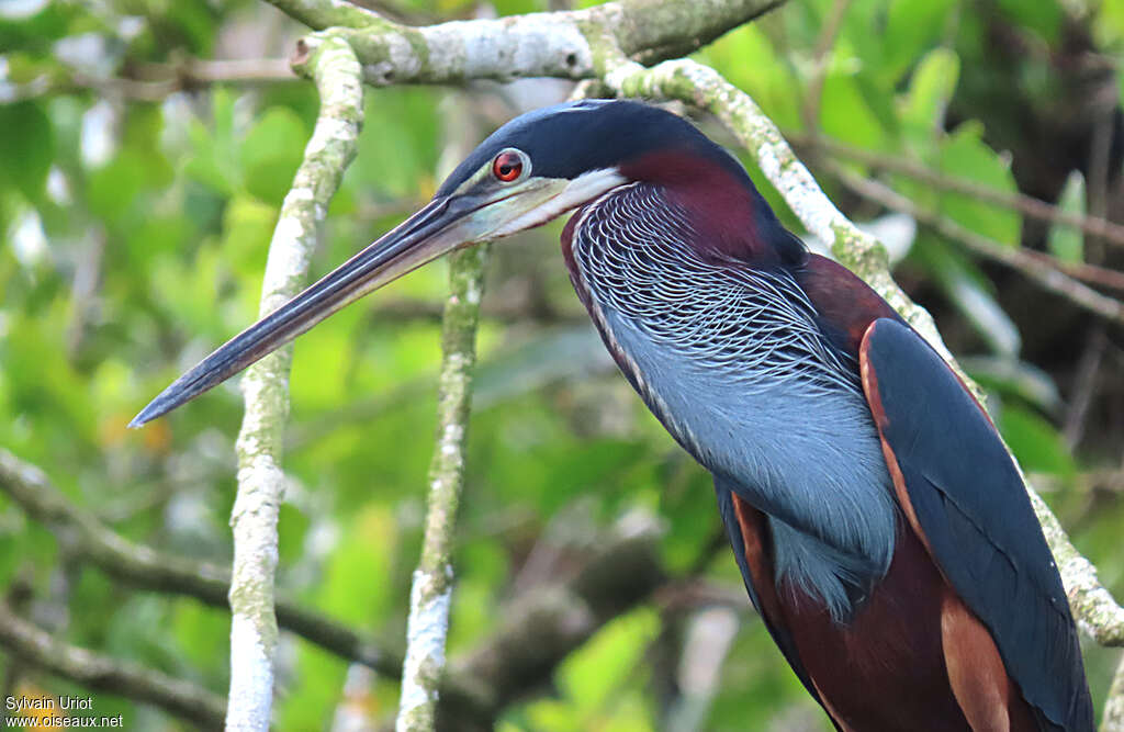 Agami Heronadult, close-up portrait