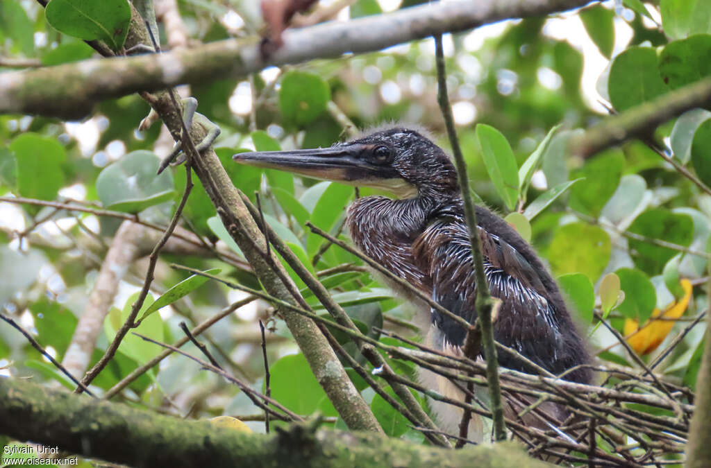 Agami HeronPoussin, identification