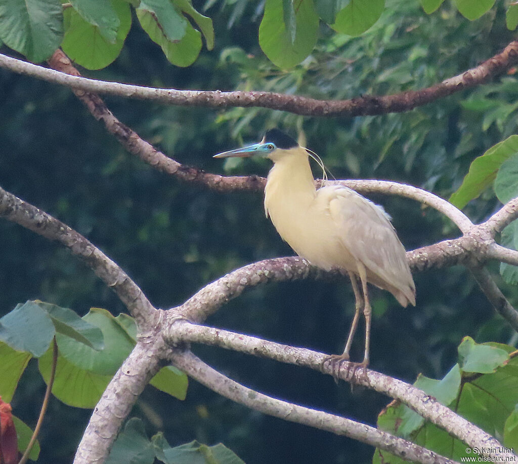 Capped Heronadult
