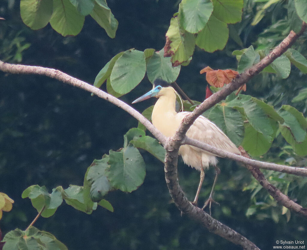 Capped Heronadult