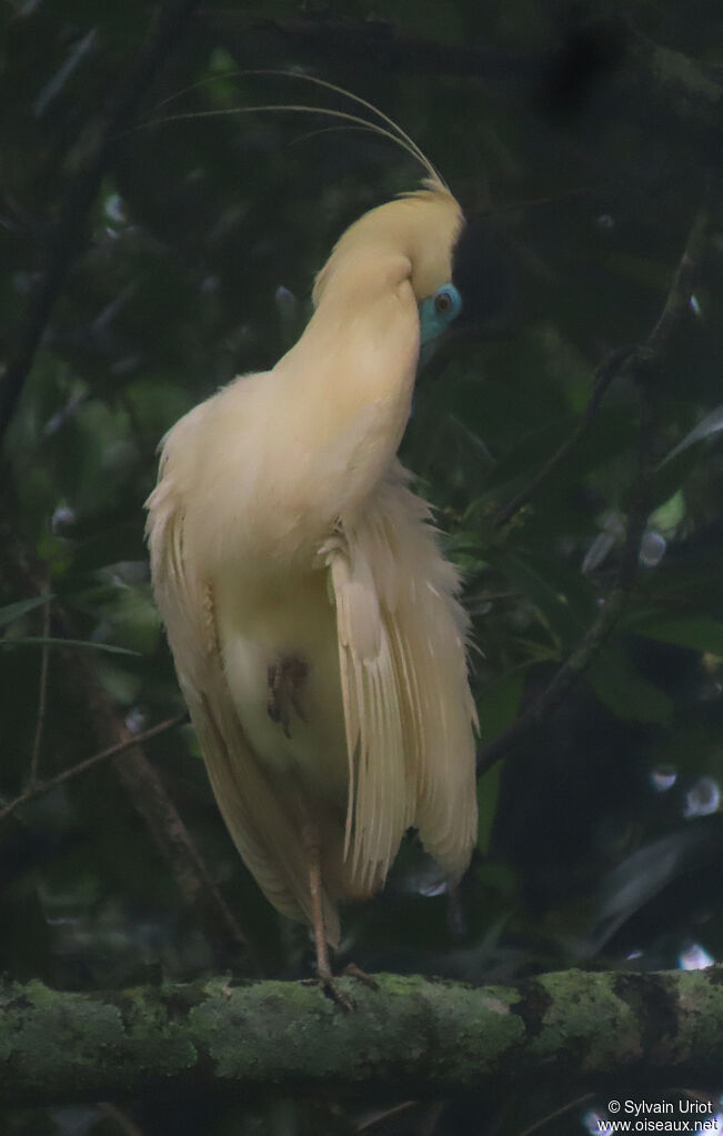 Capped Heronadult