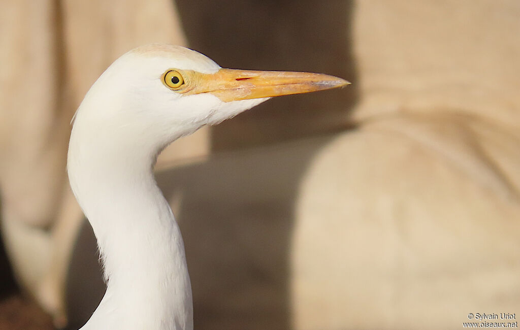 Héron garde-boeufsadulte internuptial