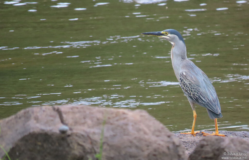 Striated Heronadult