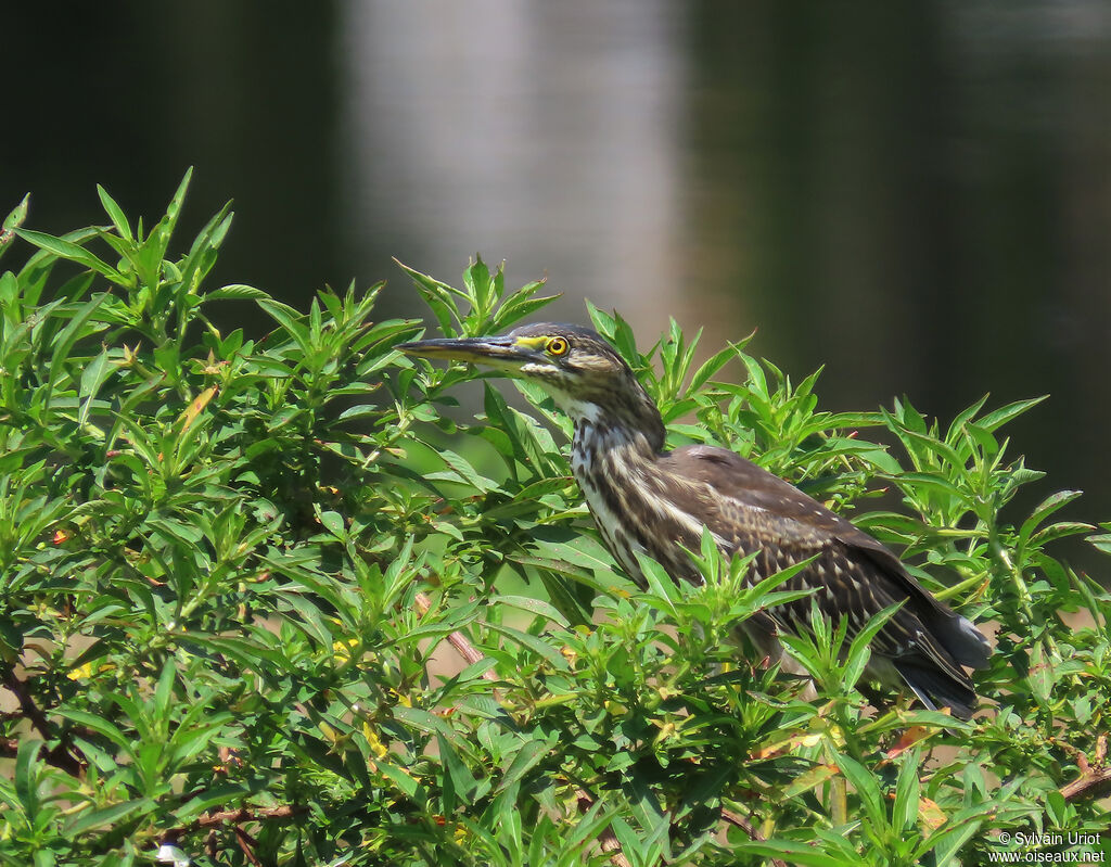 Striated Heronimmature