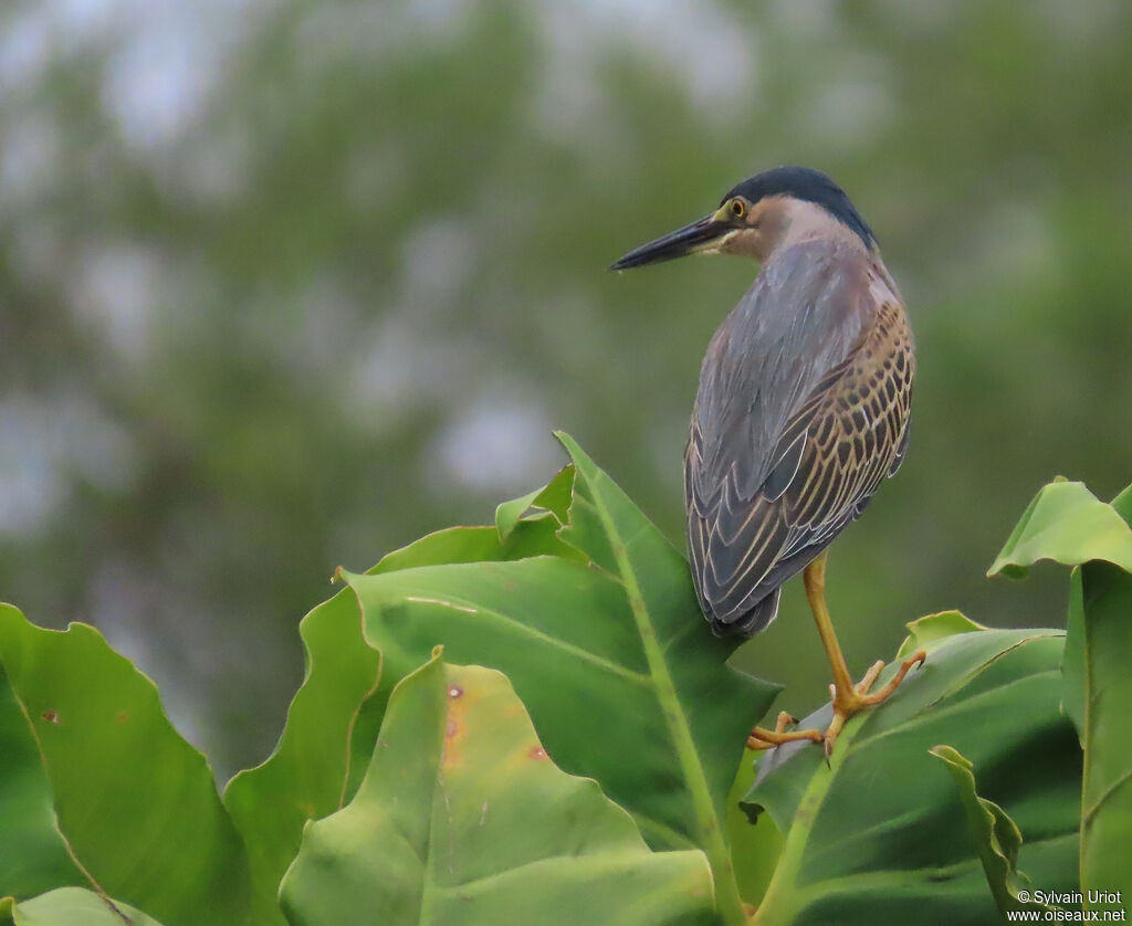 Héron striésubadulte
