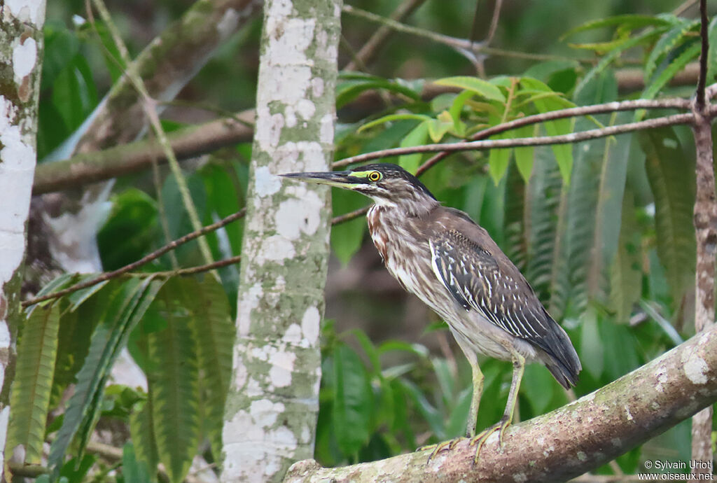 Striated Heronsubadult