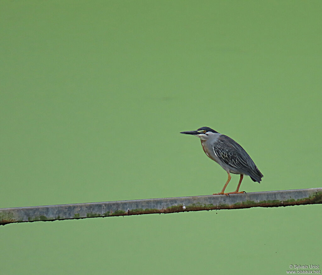 Striated Heronadult