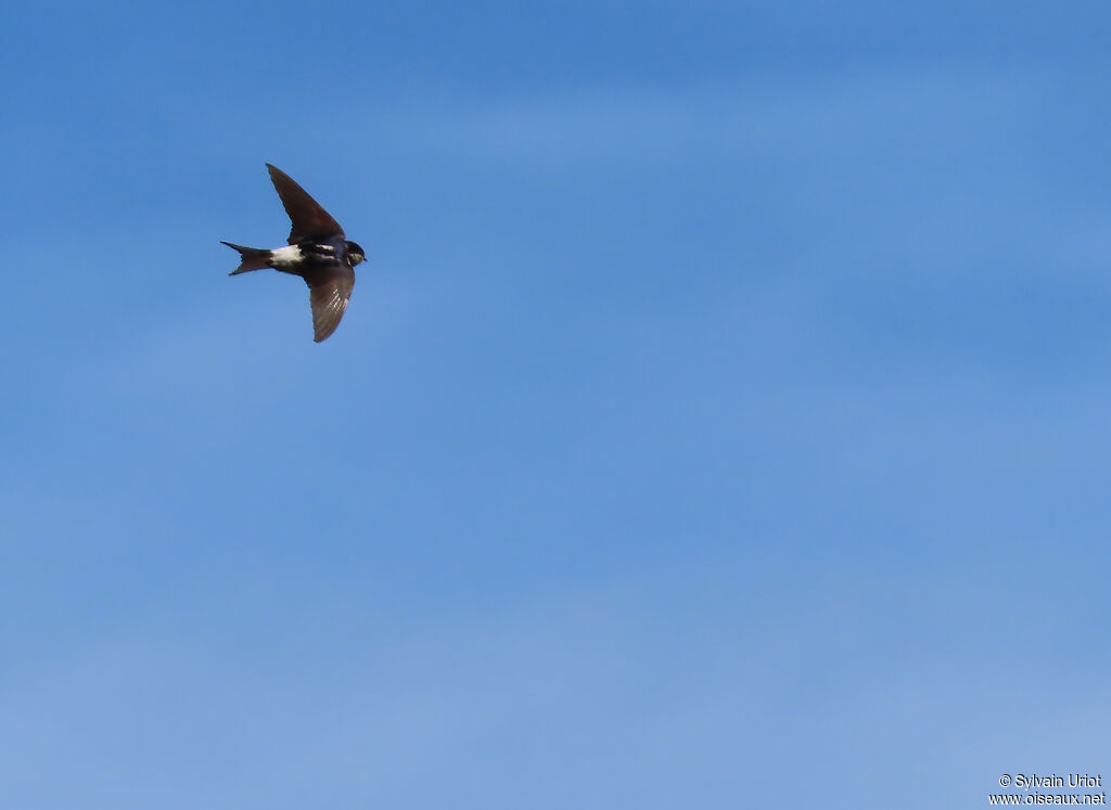 Western House Martin