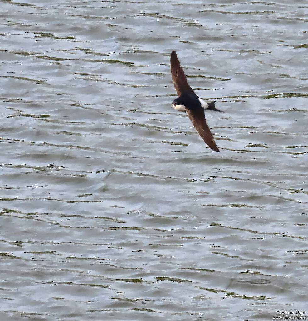 Western House Martin