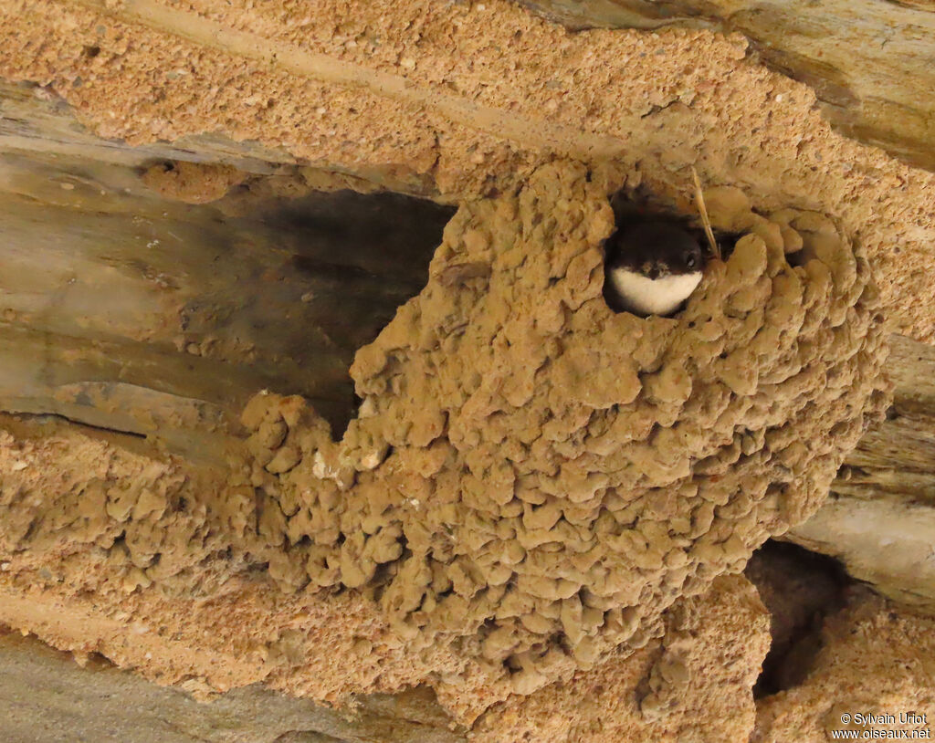Western House Martin