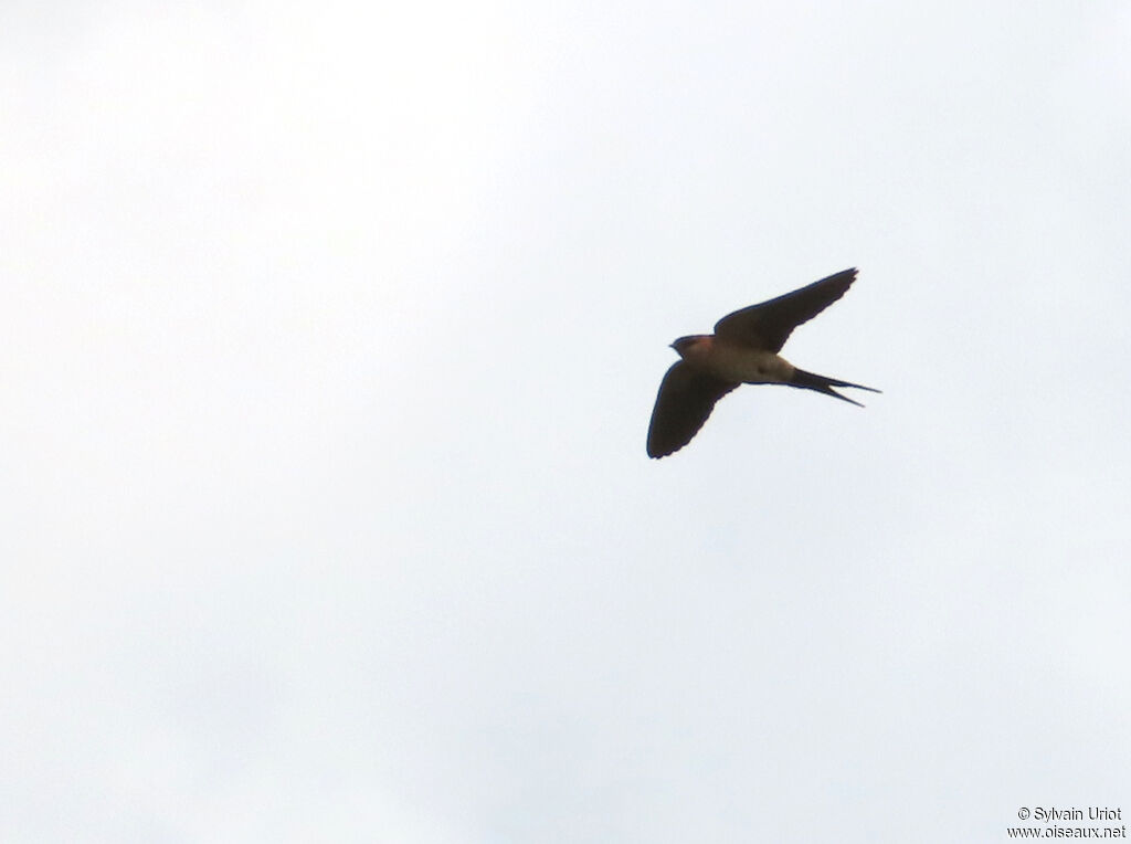 Hirondelle de Rüppelladulte