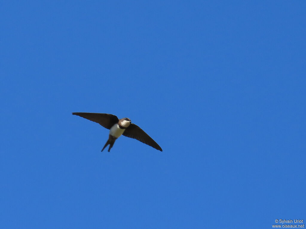 Black-collared Swallowadult