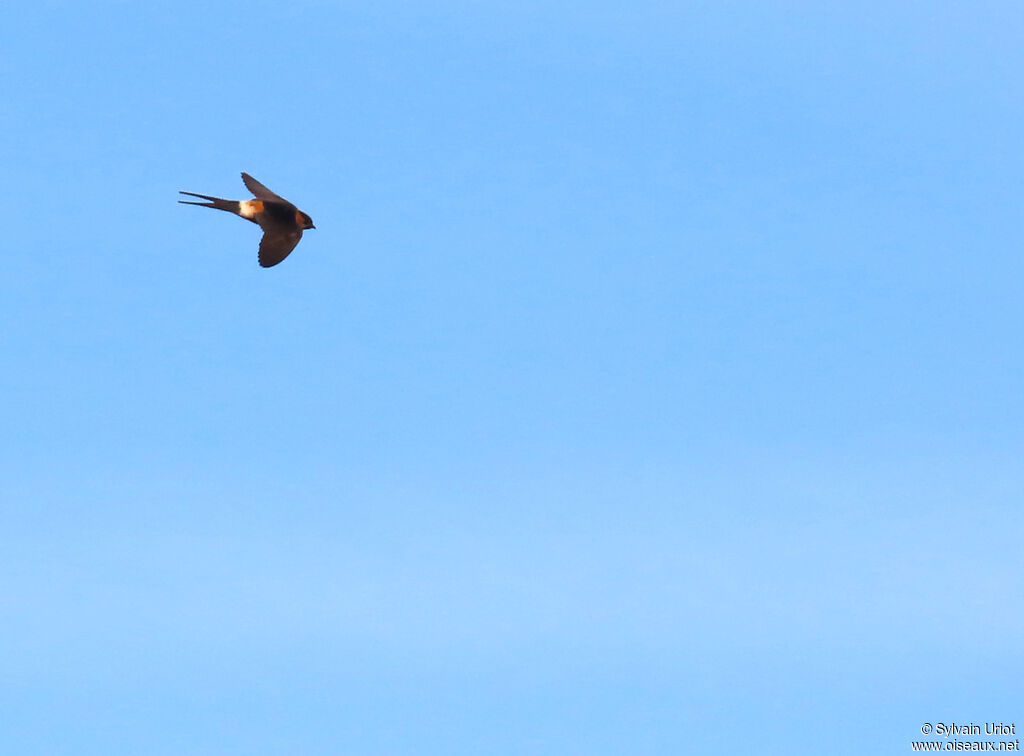 European Red-rumped Swallow