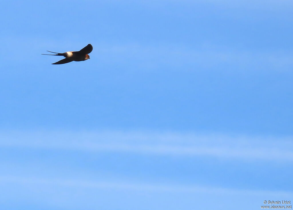 European Red-rumped Swallow