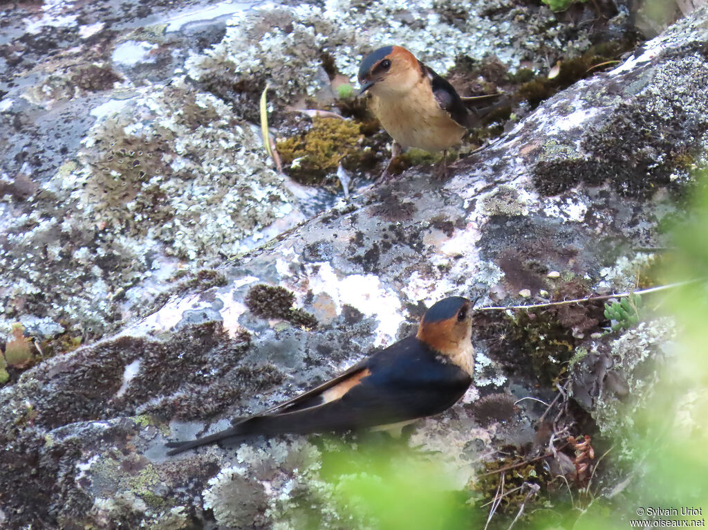 European Red-rumped Swallow