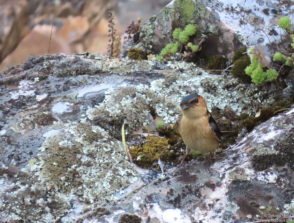European Red-rumped Swallow