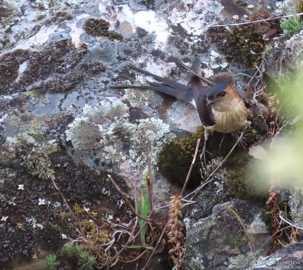 European Red-rumped Swallow