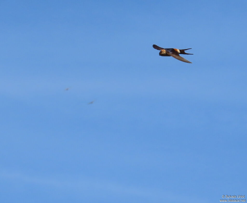 European Red-rumped Swallow